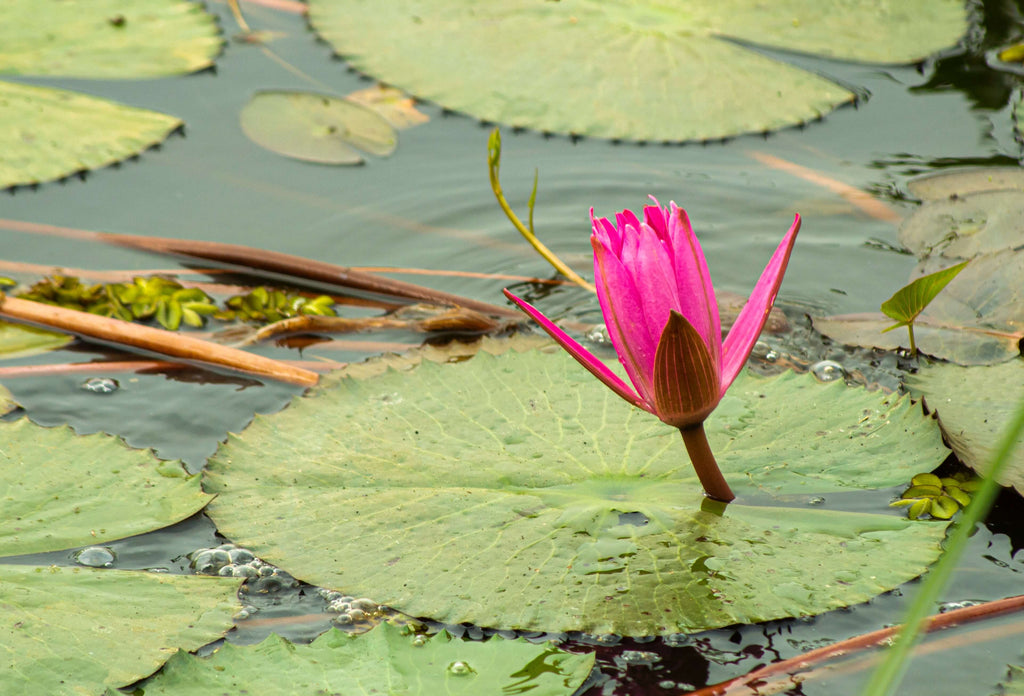 A Simple Guide To Pond Plants
