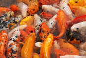 How Many Koi Can I Keep in My Pond? A Practical Guide for Every Pond Size