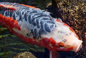 Asagi and Shusui Koi: Origins, Appearance, and Key Differences