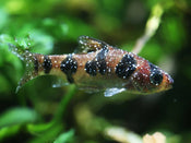 Understanding White Spot in Aquariums: Causes, Symptoms & Effective Treatment
