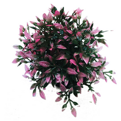 Hugo Kamishi Bush Plant 6cm (Various Colours)