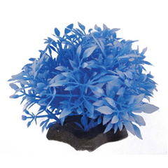 Hugo Kamishi Bush Plant 6cm (Various Colours)