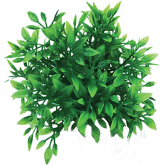 Hugo Kamishi Bush Plant 6cm (Various Colours)