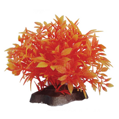 Hugo Kamishi Bush Plant 6cm (Various Colours)