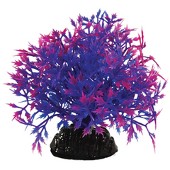 Hugo Kamishi Bush Plant 6cm (Various Colours)