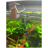 Gioia Fisherman Edge - Rose - Shrimp Lollie Holder