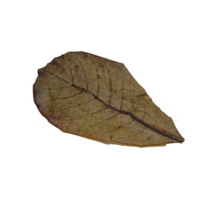 Betta Choice Guava Leaves 15pk