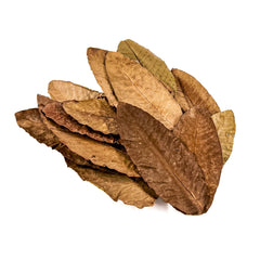 Betta Choice Guava Leaves 15pk