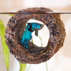 ZooMed Floating Betta Log