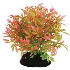 Hugo Kamishi Bush Plant 6cm (Various Colours)