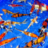 7 - 8" Koi Carp