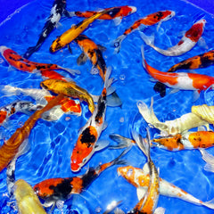7 - 8" Koi Carp