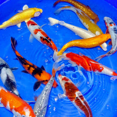 8 - 10" Koi Carp