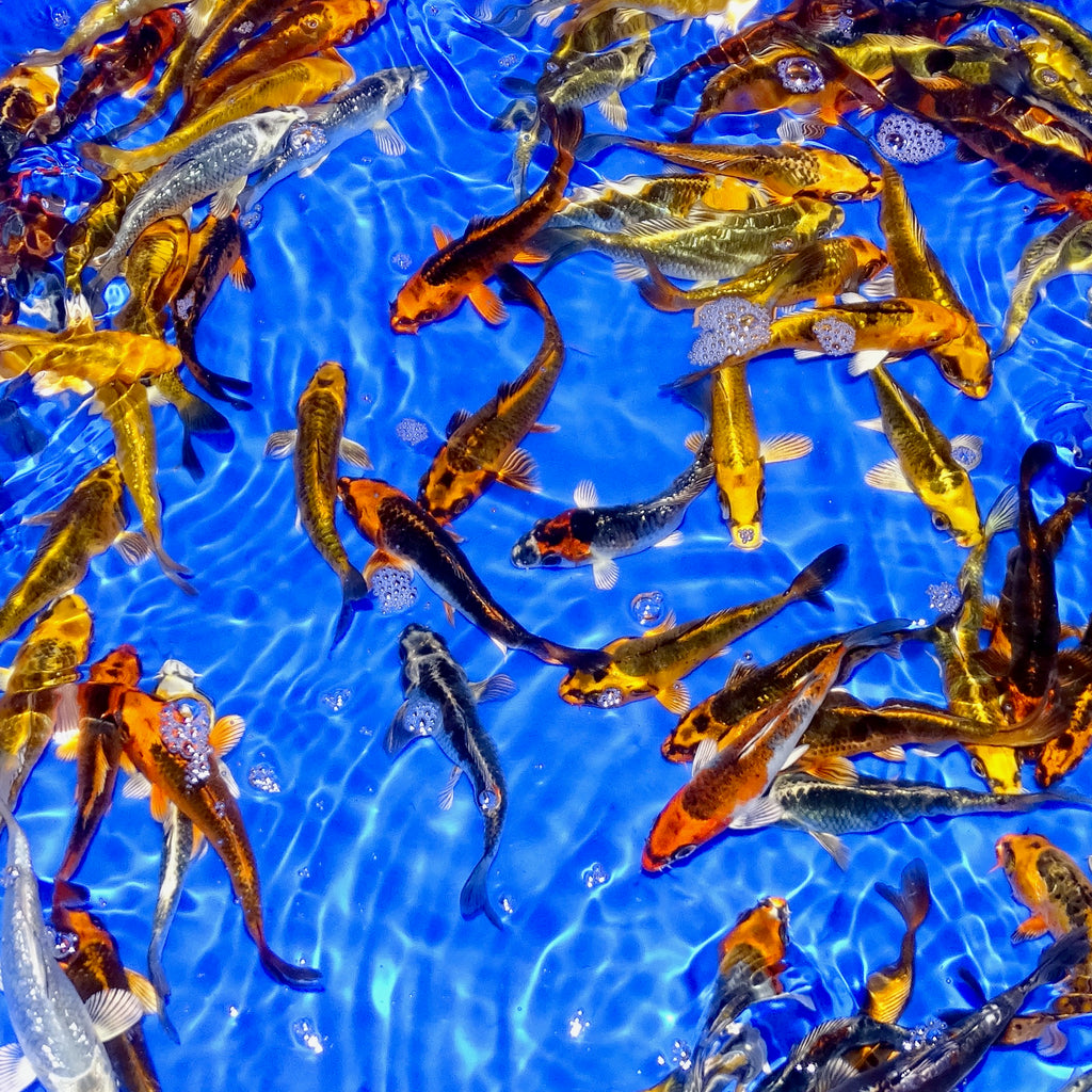 4 5" Ghost Koi Carp Complete Koi