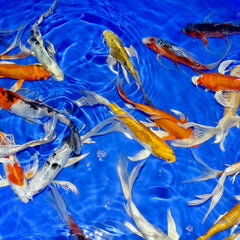 7 - 8" Butterfly Koi Carp