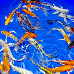 7 - 8" Butterfly Koi Carp